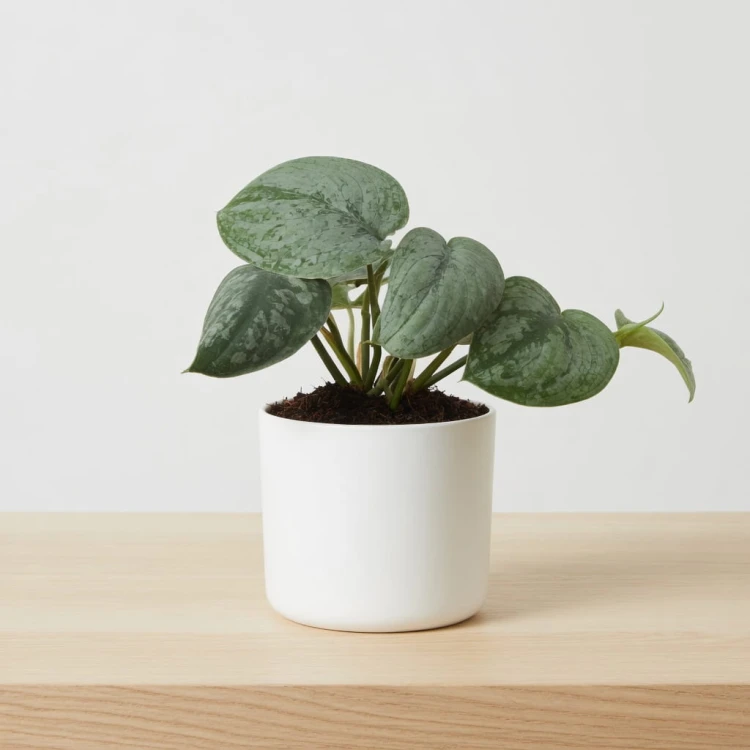 Scindapsus pictus Silver Hero P9