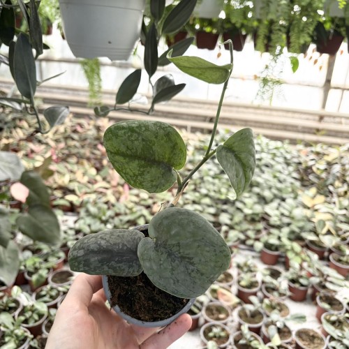 Scindapsus pictus Silver Hero P9