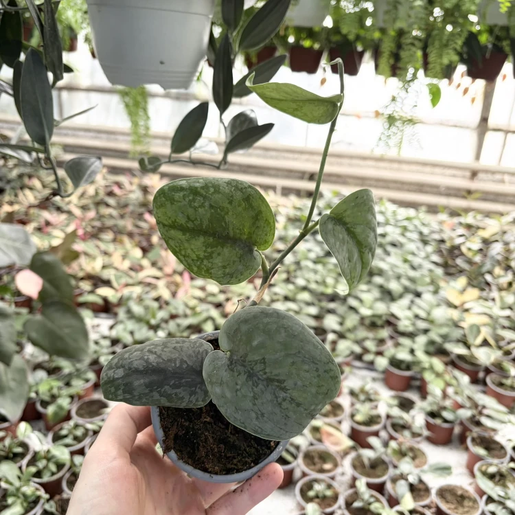 Scindapsus pictus Silver Hero P9