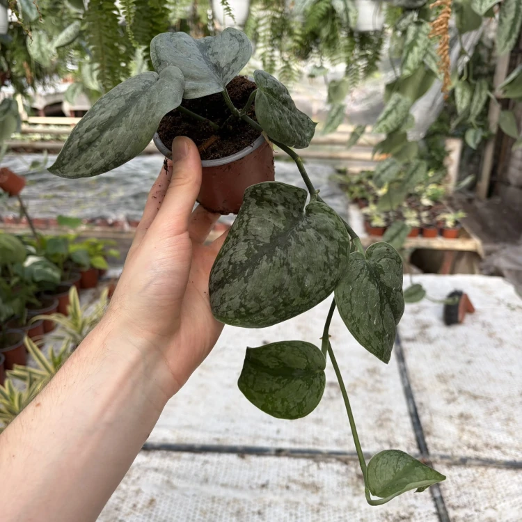 Scindapsus pictus Silver Hero P9