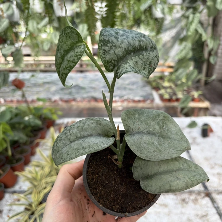 Scindapsus pictus Silver Splash P9