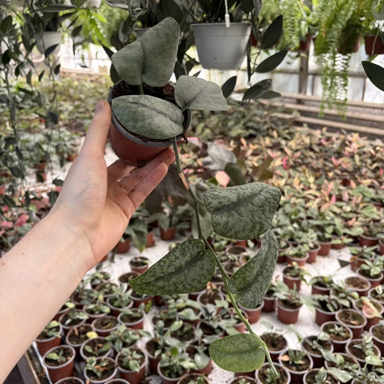 Scindapsus pictus Silver Splash P9