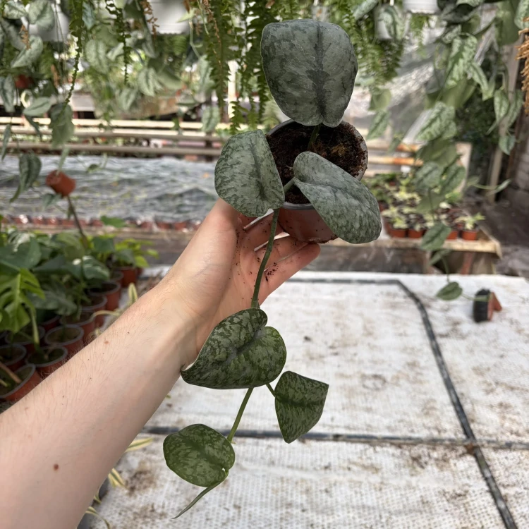 Scindapsus pictus Silver Splash P9