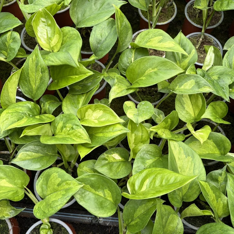 Global Green