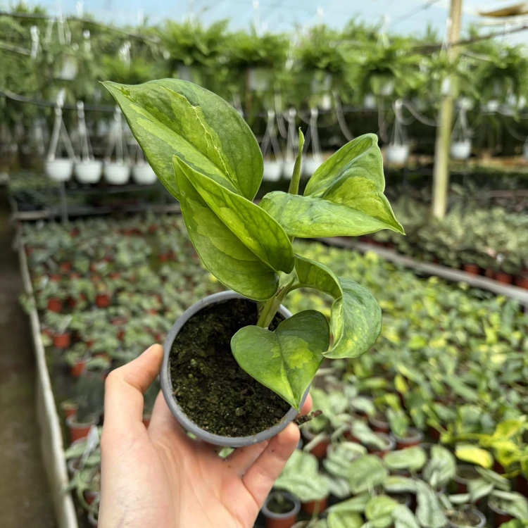 Global Green