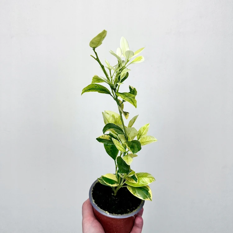 Citrus Variegata Kalamondyna Cytrus P9 #3
