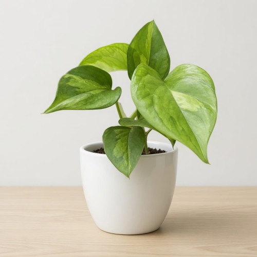 Global Green