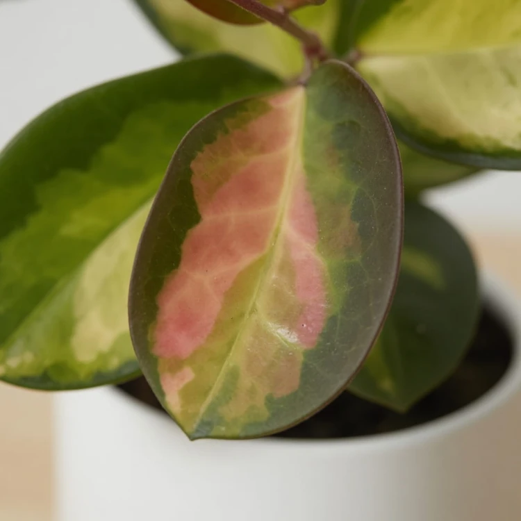 Hoya australis Lisa Hoya P11