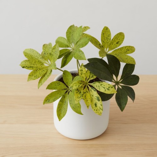 Schefflera arboricola Anna Szeflera drzewiasta P9