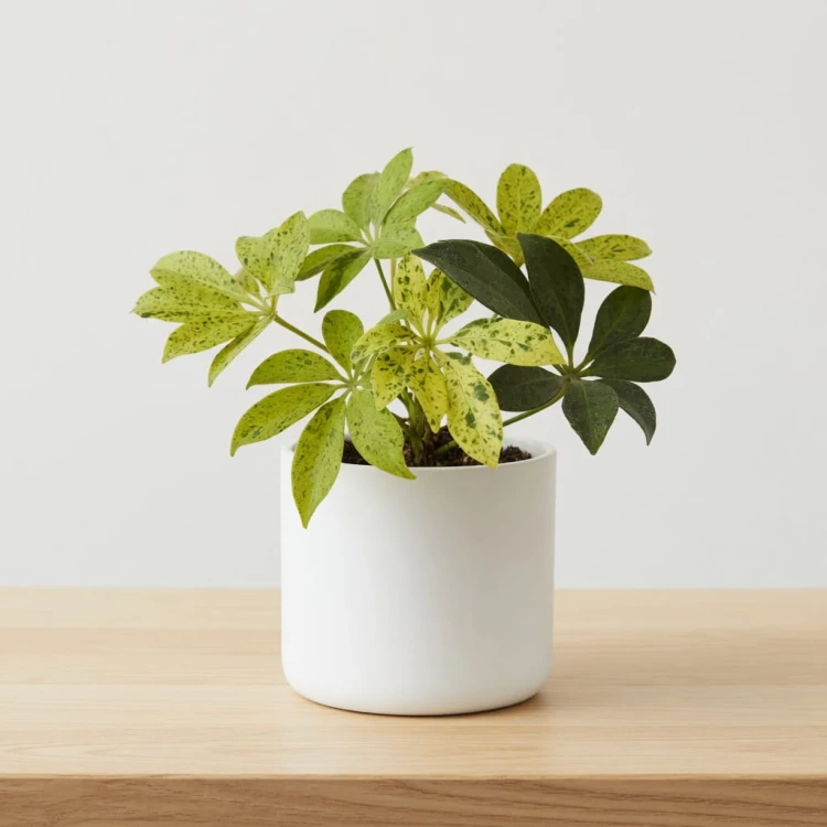 Schefflera arboricola Anna Szeflera drzewiasta P9