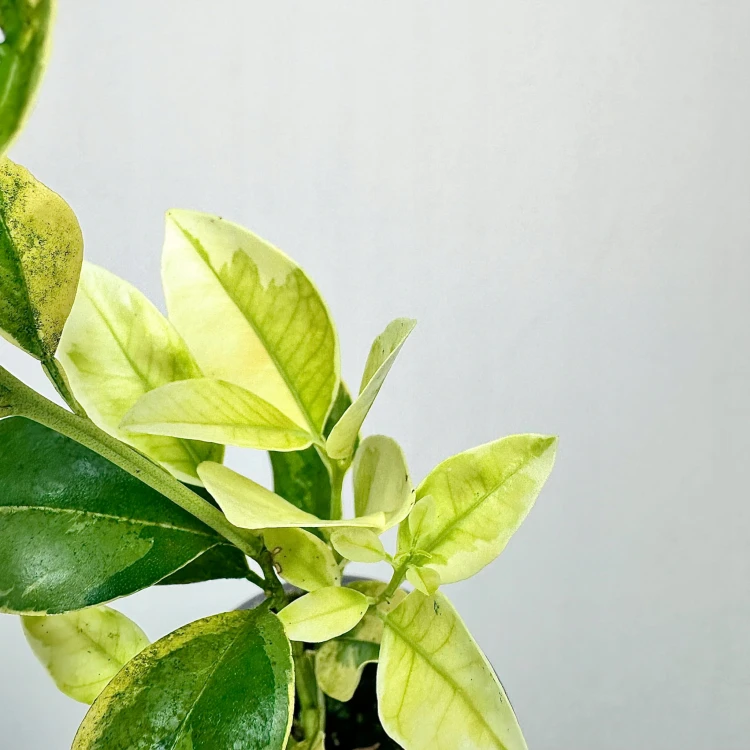 Citrus Variegata Kalamondyna Cytrus P9 #4