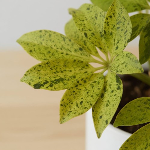 Schefflera arboricola Anna Szeflera drzewiasta P9