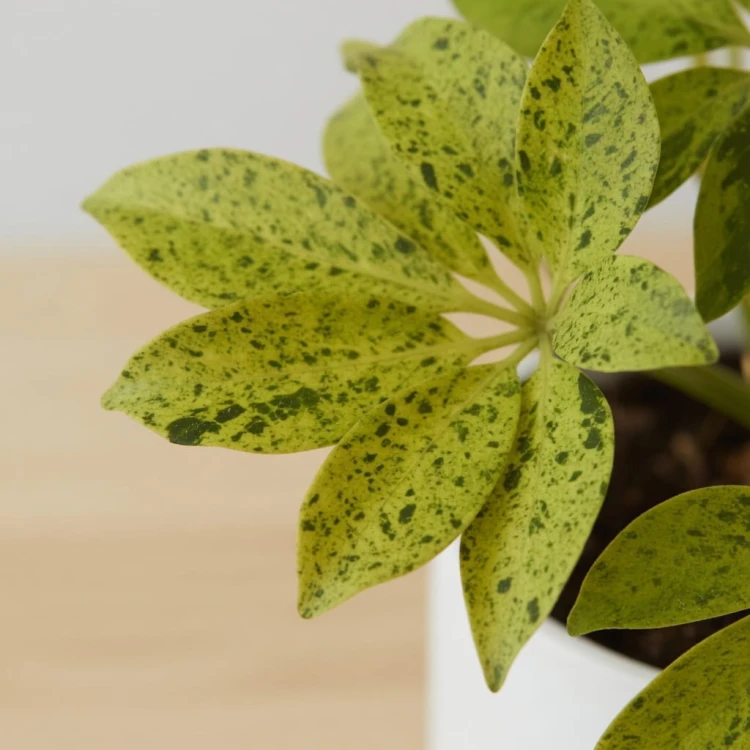 Schefflera arboricola Anna Szeflera drzewiasta P9