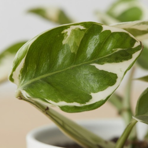 Epipremnum Pearls and Jade | White Panther P7