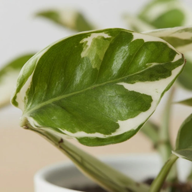 Epipremnum Pearls and Jade | White Panther P7