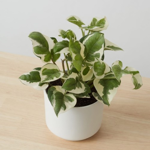 Epipremnum N'Joy P12