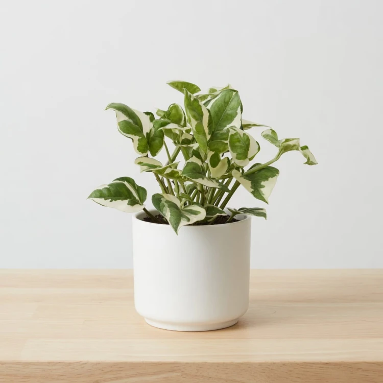 Epipremnum N'Joy P12