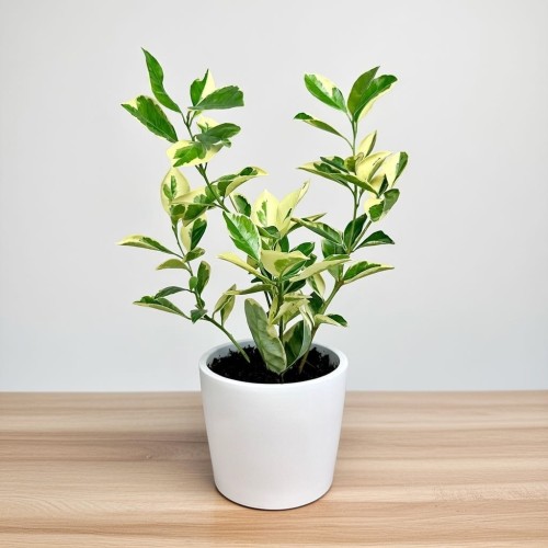 Citrus Variegata Kalamondyna Cytrus P11 #1