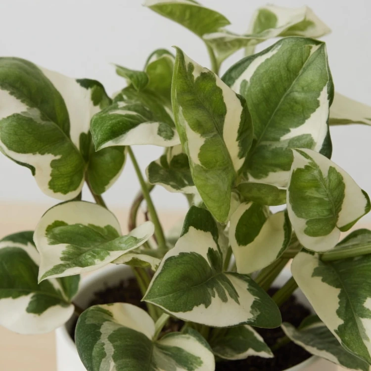 Epipremnum N'Joy P12