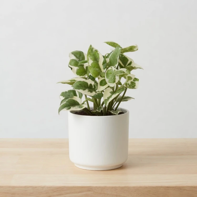 Epipremnum N'Joy P12
