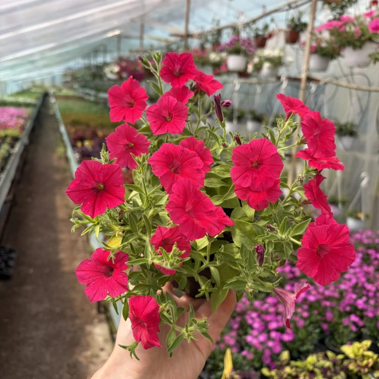 Supertunia Vista Paradise