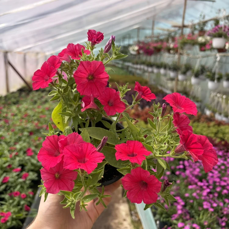 Supertunia Vista Paradise