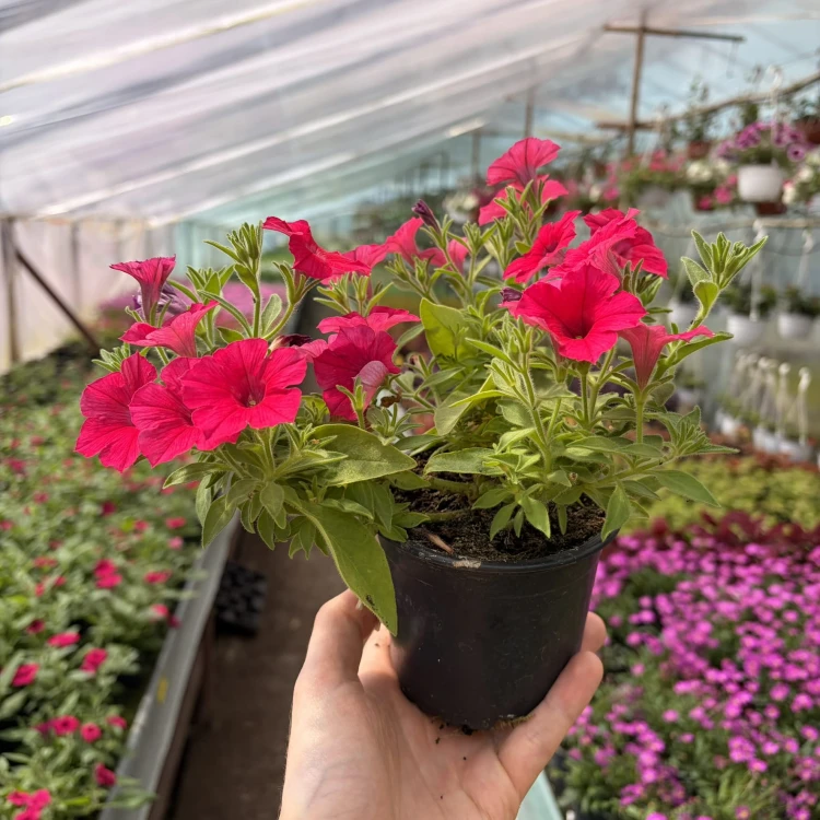 Supertunia Vista Paradise