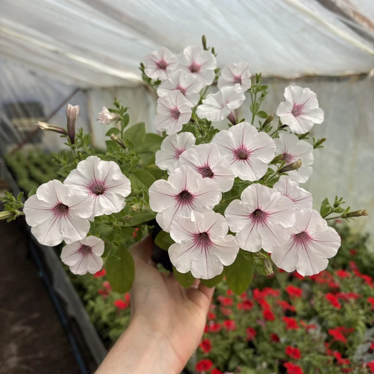 Supertunia Vista Silverberry
