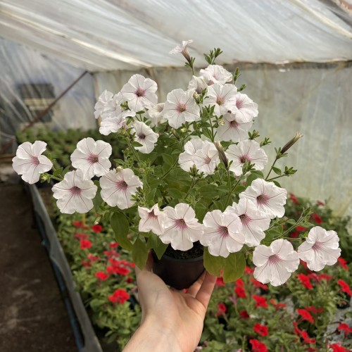 Supertunia Vista Silverberry