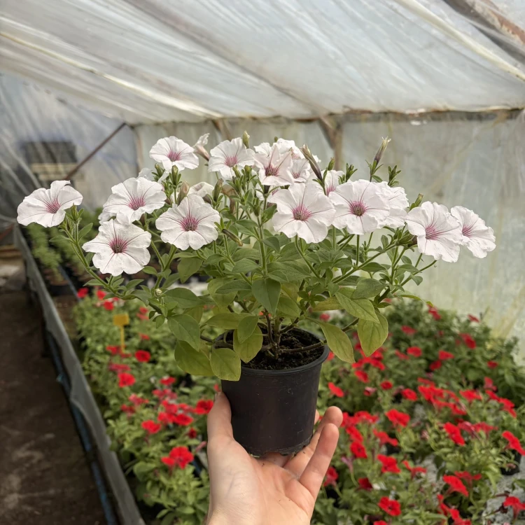 Supertunia Vista Silverberry
