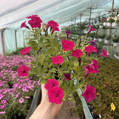 Supertunia Vista Fuchsia