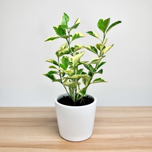 Citrus Variegata Kalamondyna Cytrus P11 #2