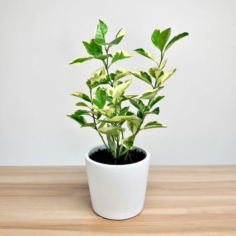 Citrus Variegata Kalamondyna Cytrus P11 #2