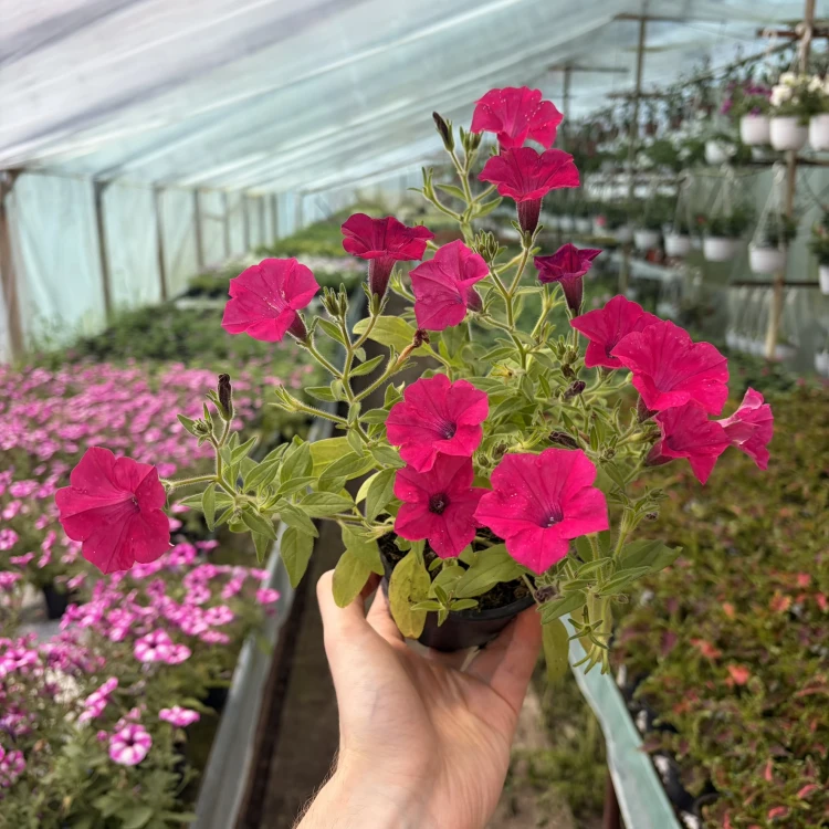 Supertunia Vista Fuchsia