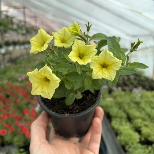 Supertunia Mini Vista Yellow