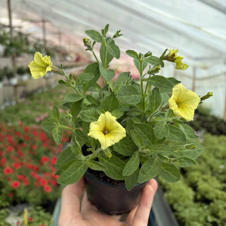 Supertunia Mini Vista Yellow