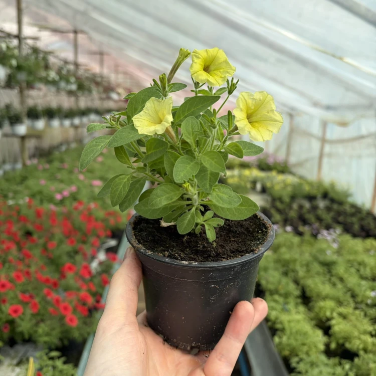 Supertunia Mini Vista Yellow