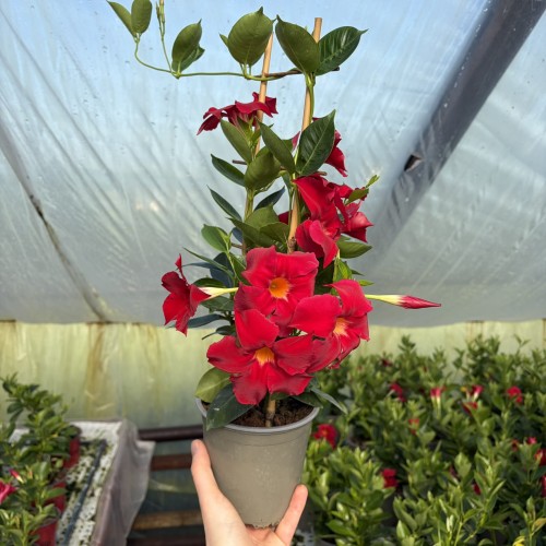 Mandevilla Sundaville Bella Scarlet Dipladenia czerwona na drabince