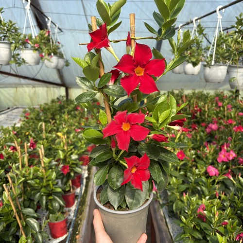 Mandevilla Sundaville Bella Scarlet Dipladenia czerwona na drabince