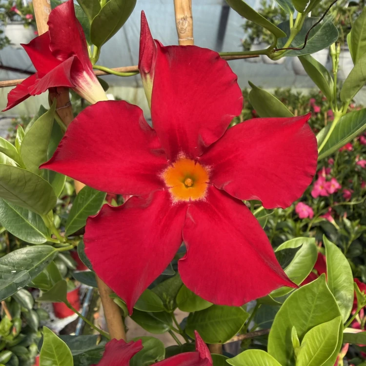 Mandevilla Sundaville Bella Scarlet Dipladenia czerwona na drabince