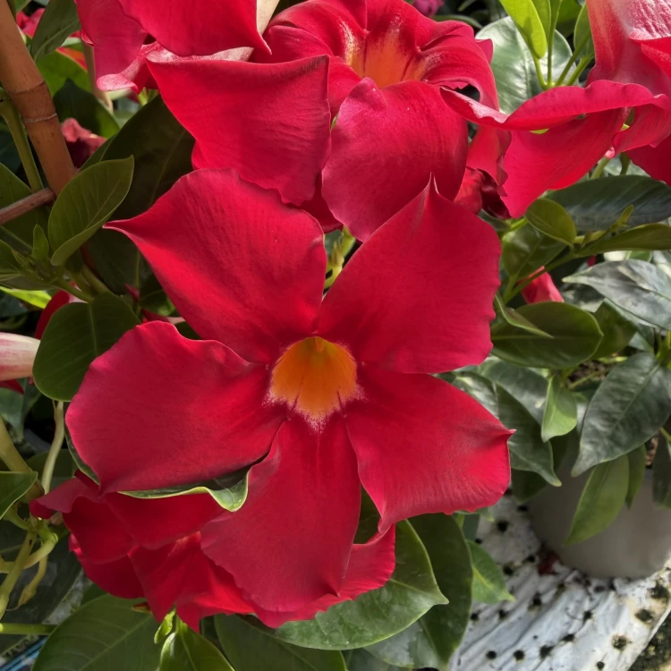 Mandevilla Sundaville Bella Scarlet Dipladenia czerwona na drabince