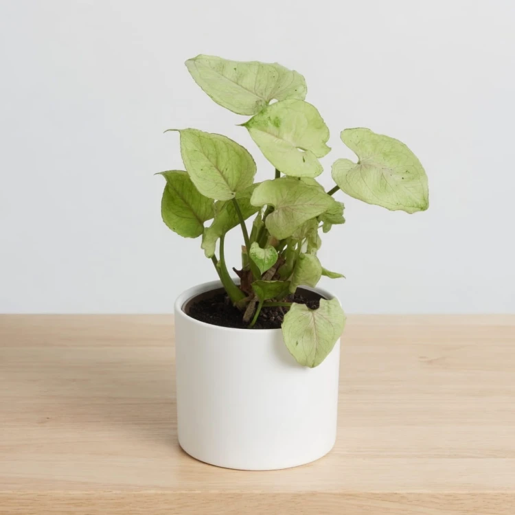Syngonium Roxana Zroślicha P9