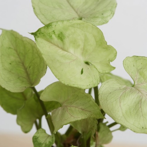 Syngonium Roxana Zroślicha P9