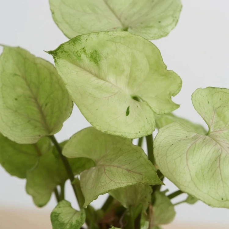 Syngonium Roxana Zroślicha P9
