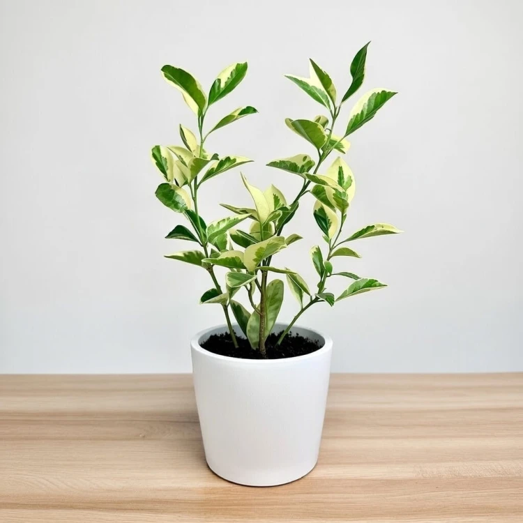 Citrus Variegata Kalamondyna Cytrus P11 #3