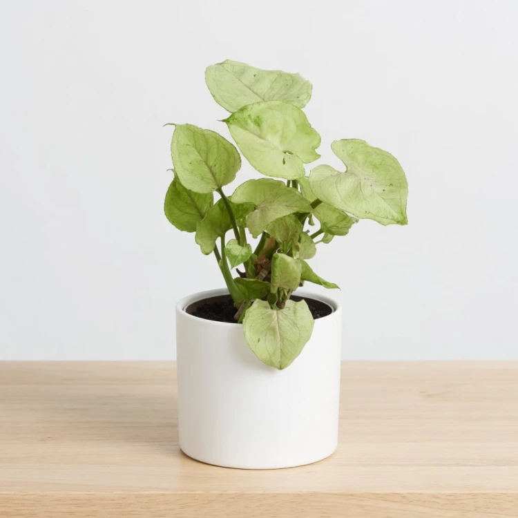 Syngonium Roxana Zroślicha P9