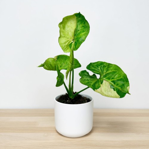Syngonium T24 Zroślicha P9