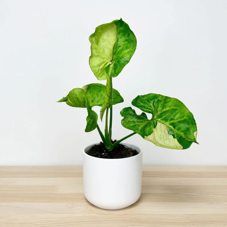 Syngonium T24 Zroślicha P9