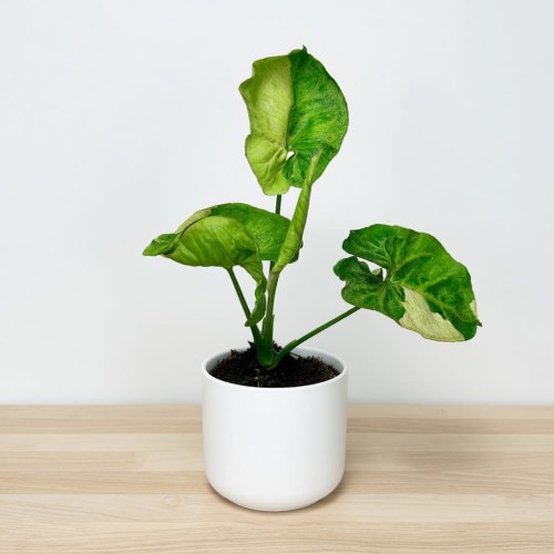 Syngonium T24 Zroślicha P9