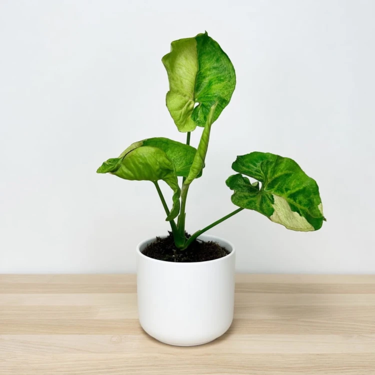 Syngonium T24 Zroślicha P9